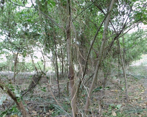 高雄鋸樹, 高雄夾子車清運, 高雄除草，高雄割草