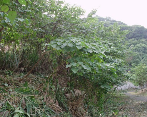 高雄鋸樹, 高雄夾子車清運, 高雄除草，高雄割草