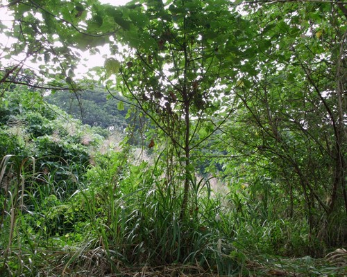 高雄鋸樹, 高雄夾子車清運, 高雄除草，高雄割草