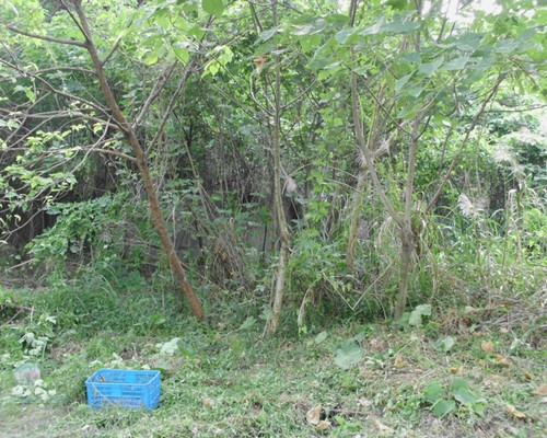 高雄鋸樹, 高雄夾子車清運, 高雄除草，高雄割草
