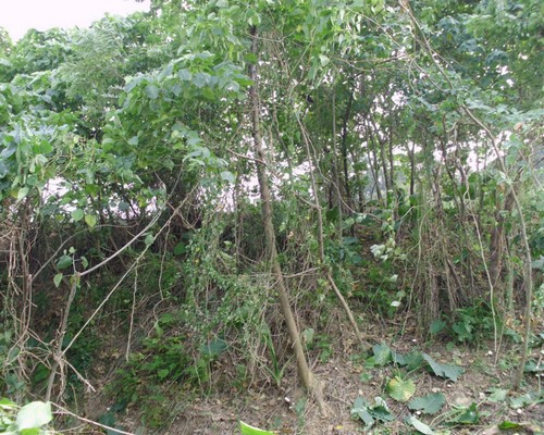 高雄鋸樹, 高雄夾子車清運, 高雄除草，高雄割草