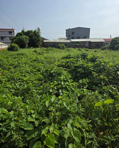 高雄代客除草, 高雄除草鋸樹, 高雄除草公司, 高雄割草公司, 高雄建地割草, 高雄市岡山區除草，高雄市岡山區割草