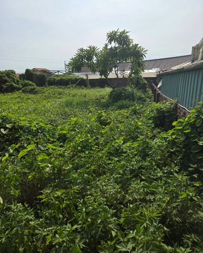 高雄橋頭代客除草, 高雄橋頭除草鋸樹, 高雄橋頭除草公司, 高雄橋頭割草公司, 高雄橋頭建地割草, 高雄市橋頭區除草，高雄市橋頭區割草