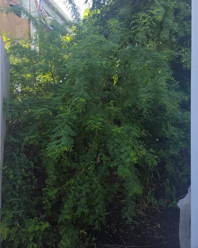 高雄除草公司, 高雄割草公司, 高雄畸零地雜樹清除, 高雄庭園造景, 高雄景觀除草, 高雄園藝景觀設計, 高雄園藝造景, 高雄園藝工程施工