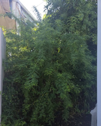 高雄林園鋸樹, 高雄修剪樹木, 高雄林園社區住宅大樓庭院樹木枝修剪, 高雄林園別墅花木修剪