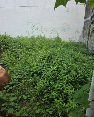 高雄代客除草, 高雄除草鋸樹, 高雄除草公司, 高雄割草公司, 高雄建地割草, 高雄市岡山區除草，高雄市岡山區割草