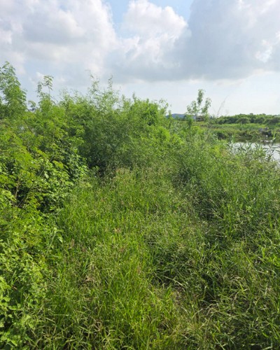 高雄漁塭除草, 高雄代客除草, 高雄除草鋸樹, 高雄除草公司, 高雄割草公司, 高雄建地割草, 高雄市岡山區除草，高雄市岡山區割草