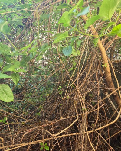茄萣建地鋸樹除草, 高雄市茄萣區樹木修剪