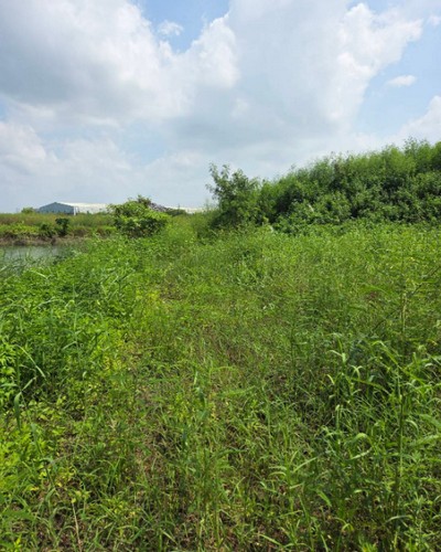 高雄漁塭除草, 高雄代客除草, 高雄除草鋸樹, 高雄除草公司, 高雄割草公司, 高雄建地割草, 高雄市岡山區除草，高雄市岡山區割草