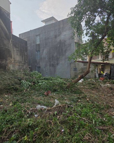 高雄建地除草, 高雄竹林雜樹清除, 高雄市橋頭區樹木修剪