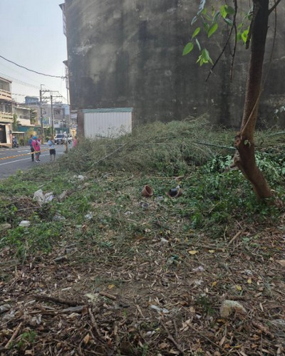 橋頭建地除草, 橋頭竹林雜樹清除, 橋頭橋頭區樹木修剪