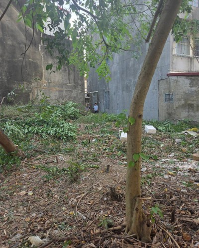 高雄建地除草, 高雄竹林雜樹清除, 高雄市橋頭區樹木修剪